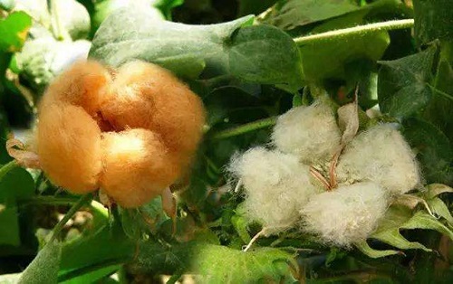 小鸡宝宝考考你：大自然中的棉花都是白色的吗?支付宝蚂蚁庄园9月19日答案