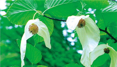 珙桐又被称为“中国鸽子树”，是因为?支付宝蚂蚁庄园9月5日答案