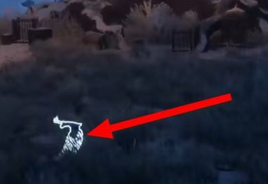 霍格沃茨之遗绝音鸟在哪里？霍格沃茨之遗绝音鸟位置介绍