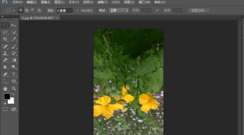 photoshop cs6怎么翻转照片素材？photoshop cs6翻转照片素材的方法